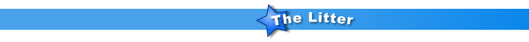 The Litter